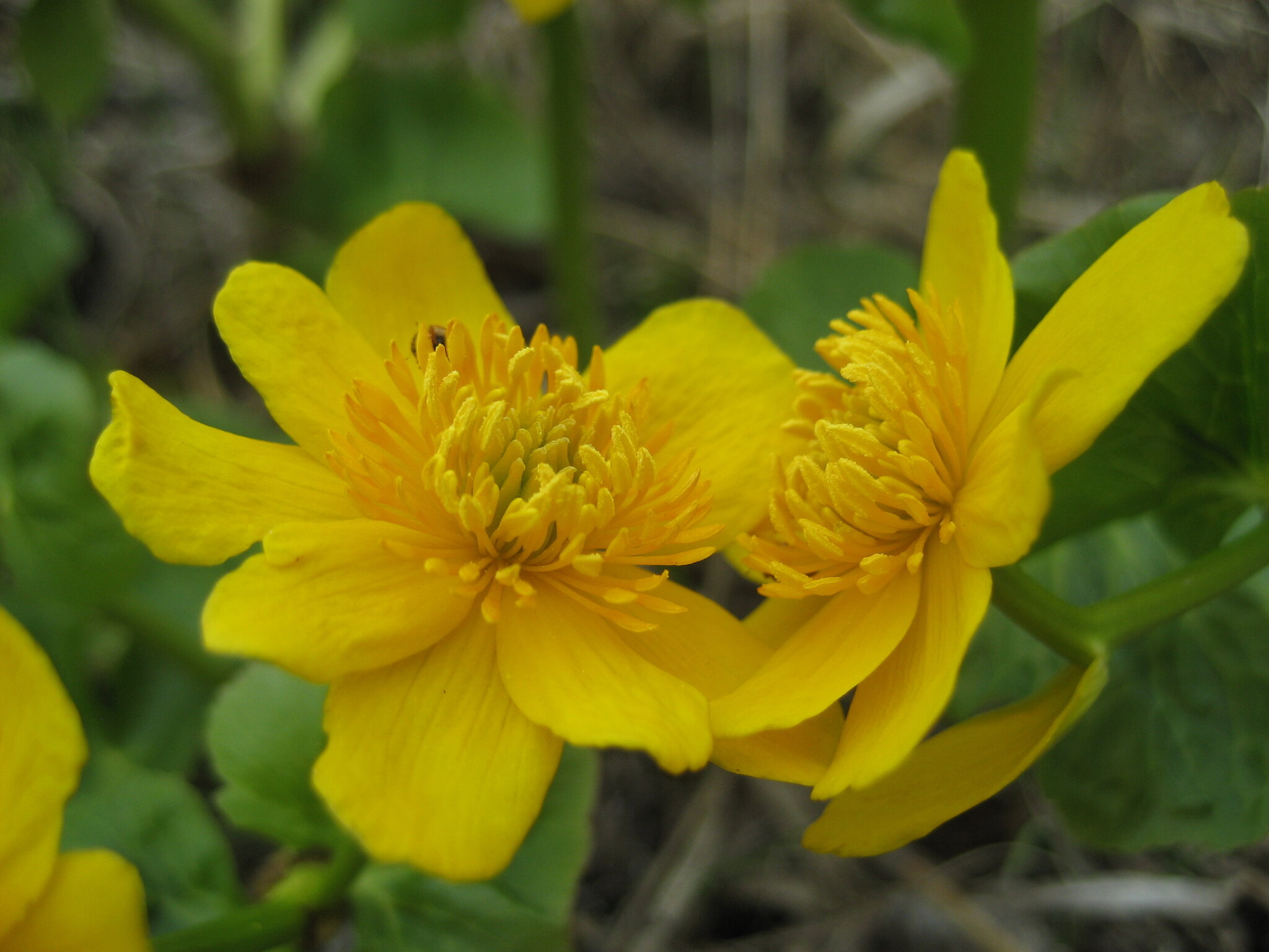 Калушница :: Anna Ivanova Калушница :: Anna Ivanova