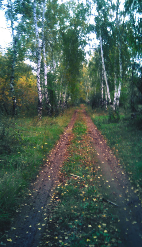 Лес - Алексей Воропаев