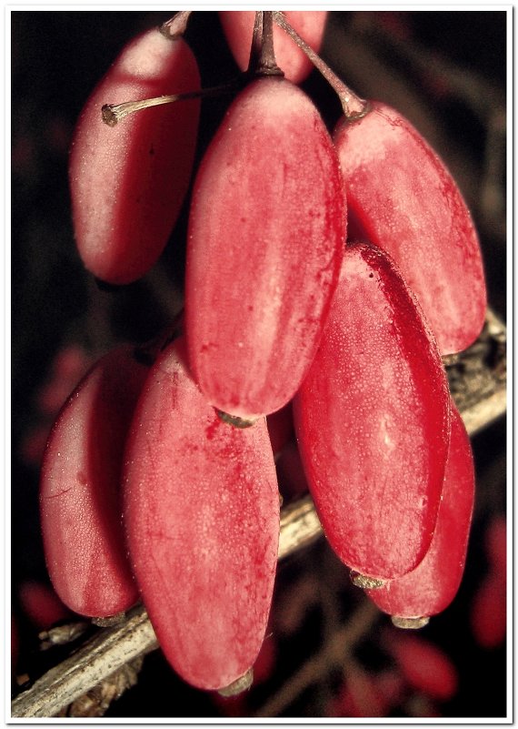 Ягоды #1 - Евгений Кочуров