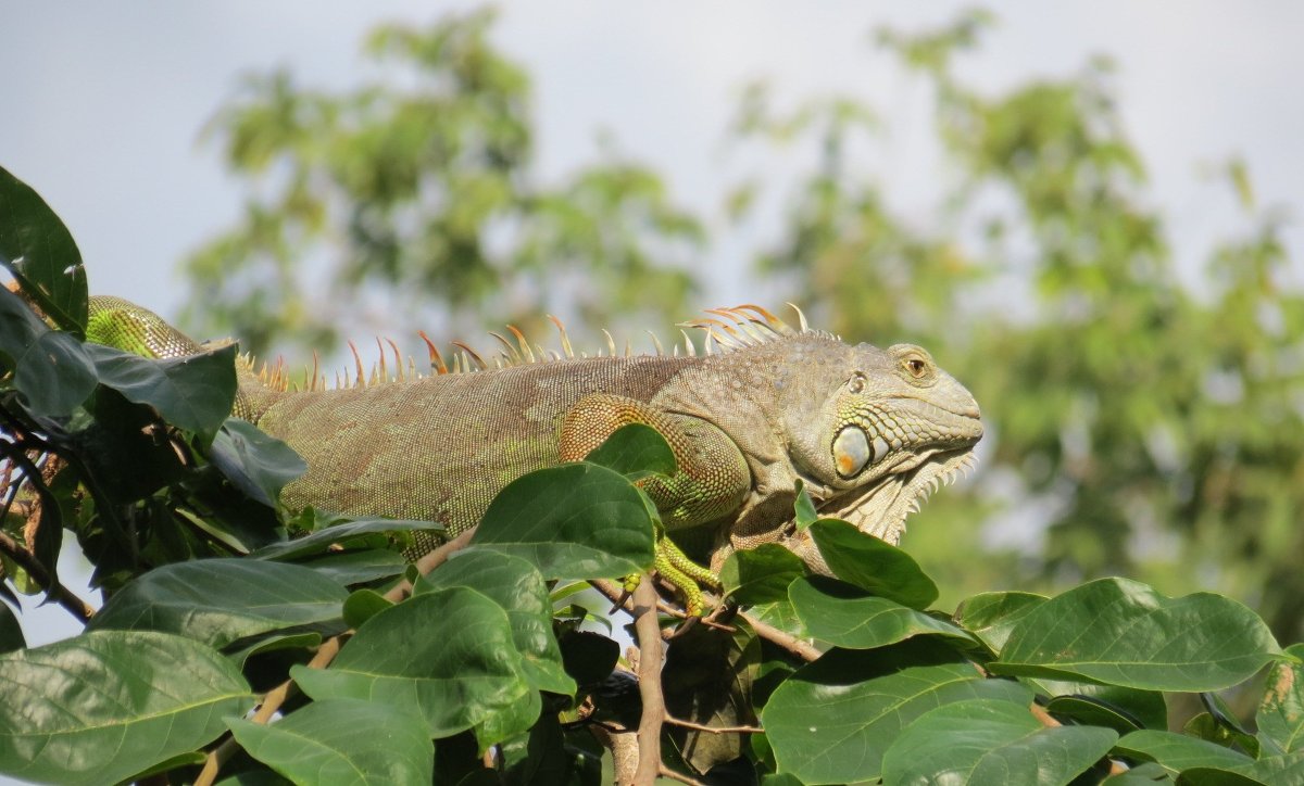 Ящерка - Наталья Нарсеева Ящерка - Наталья Нарсеева