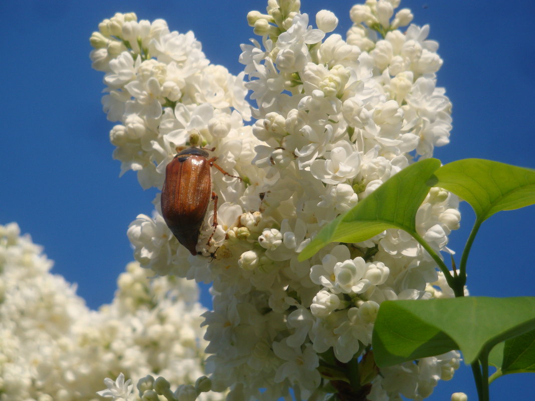 Майский жук - Mariya laimite