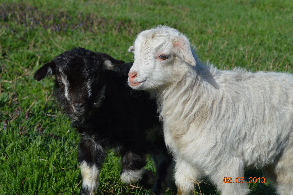 молодые козлятки - Юля Кривоносова