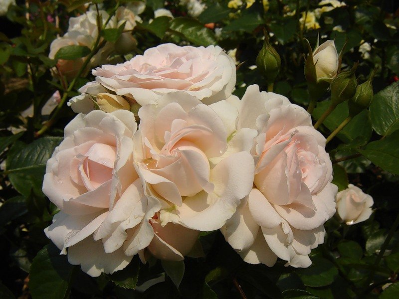 РОЗА  -   КОРОЛЕВА  ЦВЕТОВ - ХХХХХХХХХ ПРОСТИТЕ.  ОСКОРБЛЕНИЙ  НЕ  ПОТЕРПЛЮ!