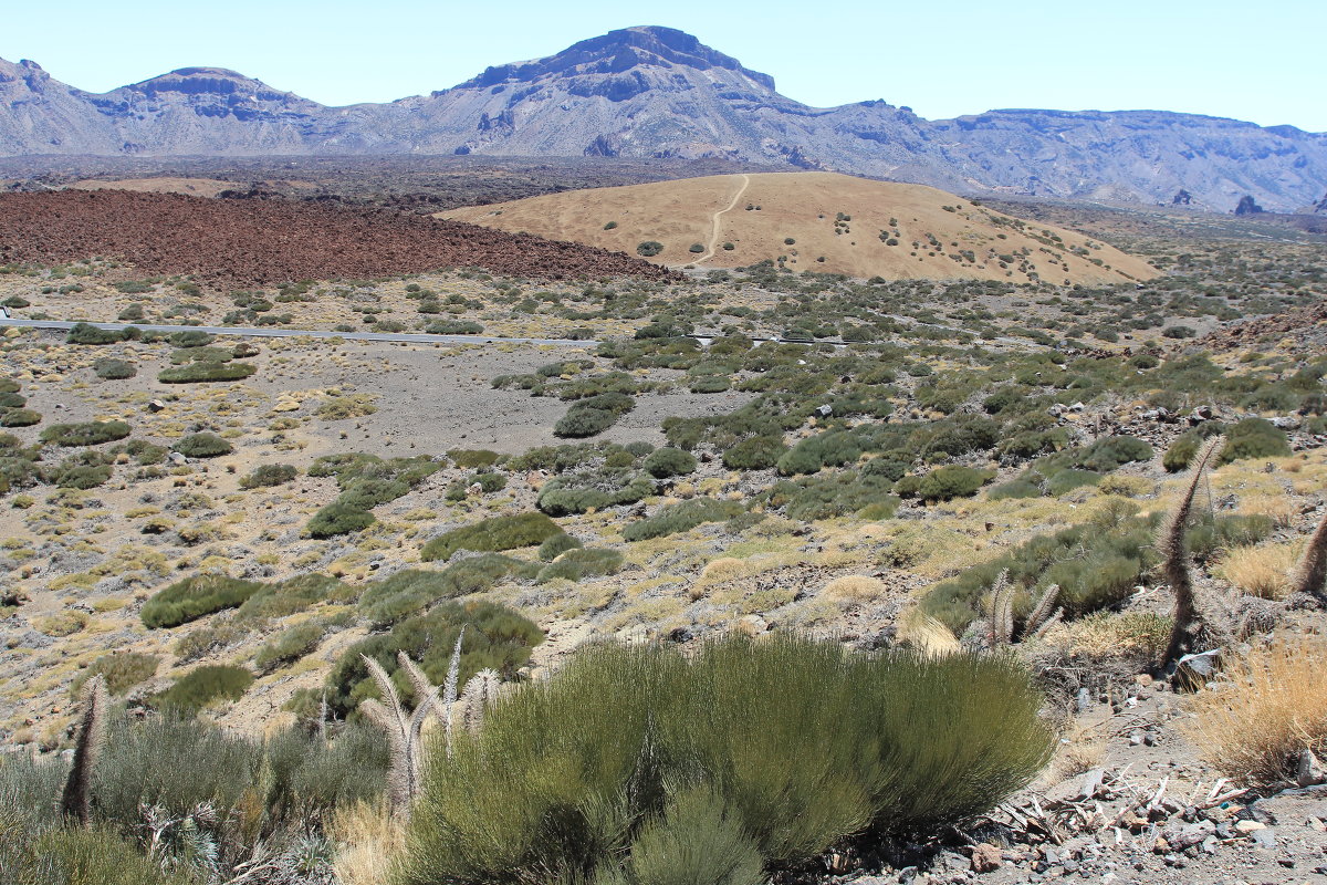 Национальный парк Тейде. - Olga Kalyapina Национальный парк Тейде. - Olga Kalyapina