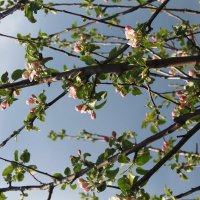 Весна :: Анна