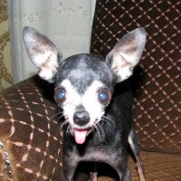 Пуся :: Вера Савельева 