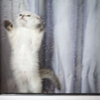 Стёпыч :: Tатьяна 