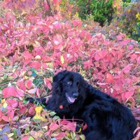 Осеннее настроение :: Olga