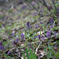 Хохлатка плотная или Хохлатка Галлера. (лат. Corydalis solida; син. Corydalis halleri) :: Вики Лапа 