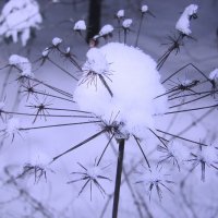 В снежном наряде :: Людмила Смородинская