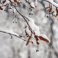 Дело было в ноябре, а сегодня снегу нет :: Валерий Иванович