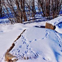 Февраль...Сорочьи наброды на берегу протоки Чеускина. :: Владимир 