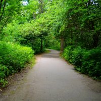 Новочебоксарск. Аллея Ельниковской рощи летом. :: Пётр Чернега