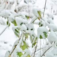 Зелеными листья малины так и ушли под снег. :: Восковых Анна Васильевна 