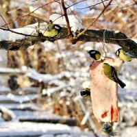 Вкусняшка для птиц на ветке абрикосового дерева. :: Восковых Анна Васильевна 