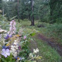 Дорога в лесу :: Екатерина Панова