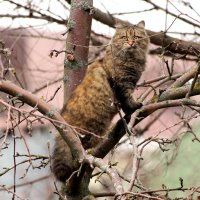 "Да я только познакомиться хотел, а они почему то улетели!" :: Восковых Анна Васильевна 