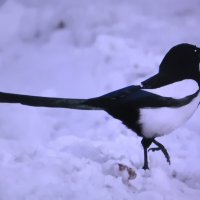 В поисках еды :: Людмила Смородинская