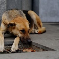 Одиночество... :: Николай Саржанов