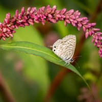 Голубянка пирифой (лат. Leptotes pirithous) :: Александр Григорьев