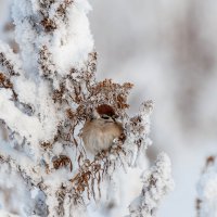 Не найти росы в снегах, воробья на снежных ветках... :: Вадим Басов