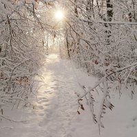 На тропинках зимы... :: Андрей Заломленков