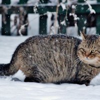 Там вам снегу будет по...... ну в общем по пояс будет! :: Восковых Анна Васильевна 