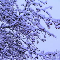 В снежном наряде :: Людмила Смородинская