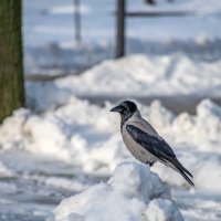 Царь горы :: Валерий Иванович