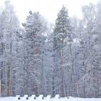 Утро в лесу :: Татьяна Тюменка