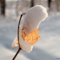 Про зимние зарисовки.. :: Андрей Заломленков