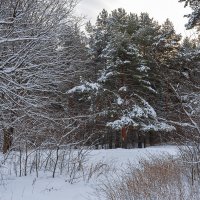 Снежный пейзаж :: Александр Синдерёв