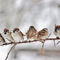 Мои любимые хвостики! :: Восковых Анна Васильевна 