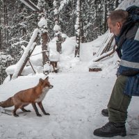 Рыжий гость :: Аркан Арканович