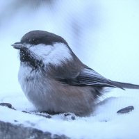 Любительница семечек :: Людмила Смородинская