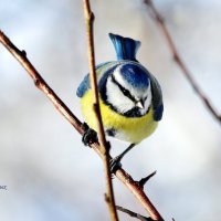 Лазоревка. :: Восковых Анна Васильевна 