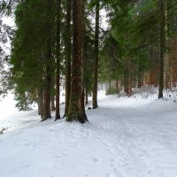 Природа в конце декабря (репортаж из поездок по области). :: Милешкин Владимир Алексеевич 