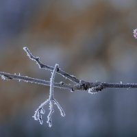 Мой город - зима РЯБИНА :: Владимир Максимов