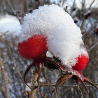 Картинка зимы :: Милешкин Владимир Алексеевич 