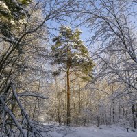 Счастья!Здоровья!Успехов! В Новом Году! :: Сергей Цветков