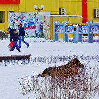 Возлежащий пес...Ноль внимания к людям! :: Владимир 