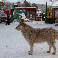 *** :: Валерий Михмель 