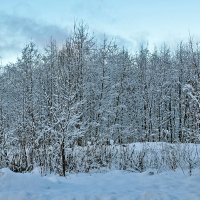 31 декабря после снегопада :: Светлана 