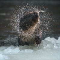 Я отряхнулся посмотреть .. :: Влад Соколовский