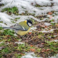 Parus major :: Игорь Сарапулов