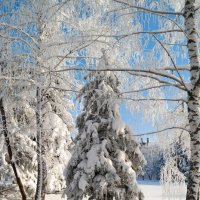 А ёлочке совсем не холодно зимой! :: Андрей Заломленков