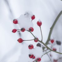 Красные ягоды в снегу :: Алексей Булак