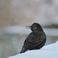 Зимующий скворец :: Ната Волга