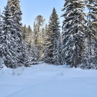 Немного заснеженной тайги. :: Владимир Мигонькин