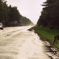 ливень бездомная собака и я голосую.... :: Любовь 